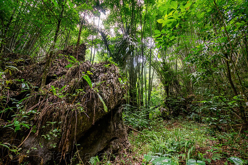 rock in bamboo forest, bamboo forest, jungle, tana toraja