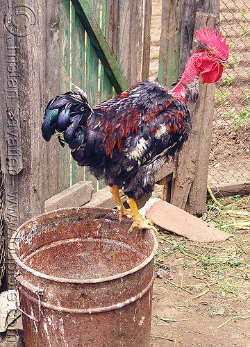 rooster - cock - bird (bulgaria), bird, bucket, chicken, cockbird, poultry, rooster, rusty, българия