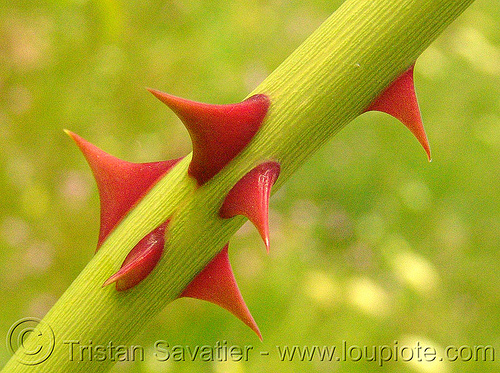 rose thorns close-up - red thorns, closeup, flower, plants, red, rose thorns, wild rose, българия