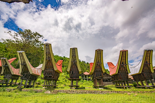 row of toraja rice-barns with traditional roofs, alang, rice granaries, rice-barns, tana toraja, tongkonan roof, village