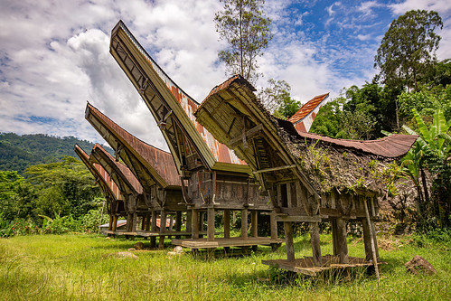 row of toraja rice-barns with traditional tongkonan roofs, alang, rice granaries, rice-barns, tana toraja, tongkonan house, tongkonan roof, village