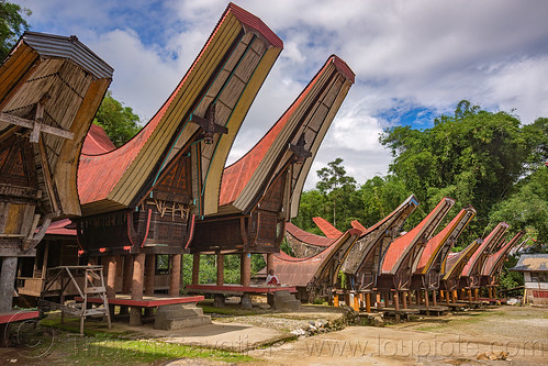 row of toraja rice-barns with traditional tongkonan roofs, alang, rice granaries, rice-barns, tana toraja, tongkonan roof, village