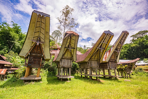 row of toraja rice-barns with traditional tongkonan roofs, alang, rice granaries, rice-barns, tana toraja, tongkonan roof, village