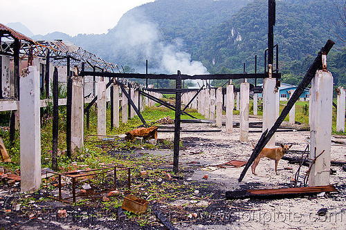 ruins of batu bungan longhouse destroyed by fire, batu bungan penan, borneo, burned down, columns, concrete, destroyed, destruction, dog, gunung mulu national park, houses, longhouse, malaysia, pillars, ruins, village