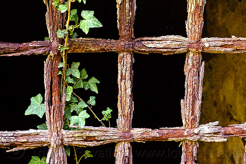 rusty grate with ivy, black background, dark, fortifications, grate bars, hedera helix, iron grate, ivy leaves, military fort, old fortification, rocca d'anfo, ruins, rust texture, rusted grate, rusty