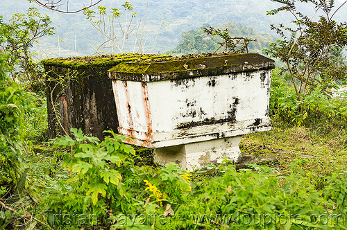 sarcophagus in the jungle (philippines), cordillera, grave, sarcophagus, tomb