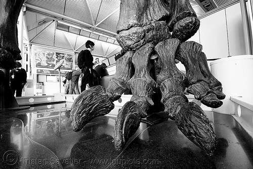 sauropod dinosaur skeleton - foot - chicago o'hare international airport, airport lobby, altithorax, brachiosaurus, chicago, dinosaur, fingers, foot, fossil, o'hare, ord, sauropod, skeleton