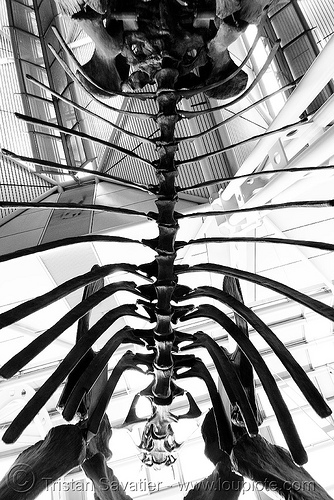 sauropod dinosaur skeleton - ribs and spine - chicago o'hare international airport, airport lobby, altithorax, brachiosaurus, chicago, dinosaur, fossil, o'hare, ord, sauropod, skeleton