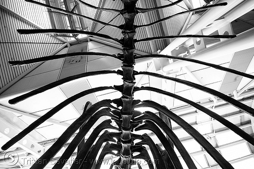 sauropod dinosaur skeleton - ribs - chicago o'hare international airport, airport, altithorax, brachiosaurus, chicago, dinosaur, fossil, o'hare, ord, sauropod, skeleton