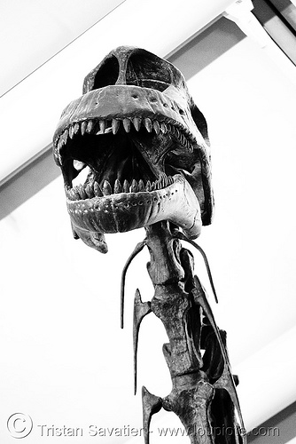 sauropod dinosaur skeleton - skull - chicago o'hare international airport, airport lobby, altithorax, brachiosaurus, chicago, dinosaur, fossil, o'hare, ord, sauropod, skeleton