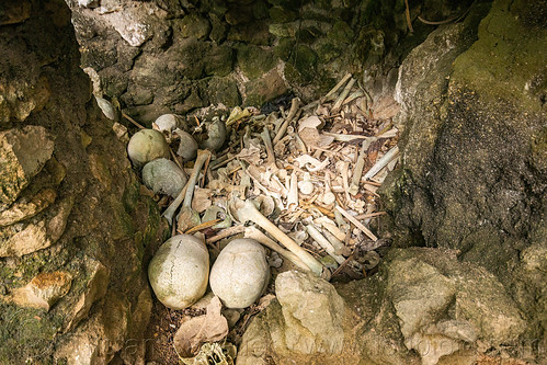 scattered human bones and skulls - kete-kesu traditional toraja burial site, cemetery, erong coffins, grave, graveyard, human bones, human skulls, kete kesu burial site, liang, tana toraja, tomb