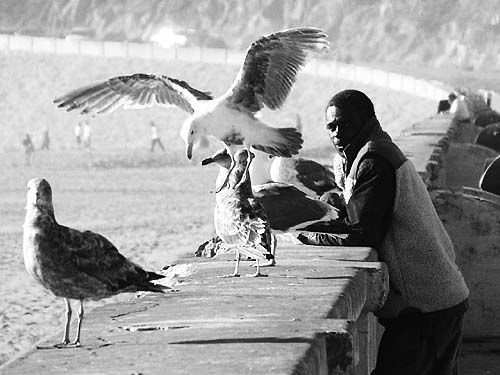 seagulls on the sea wall at ocean beach (san francisco), birds, man, ocean beach, sea wall, seagulls, wild bird, wildlife