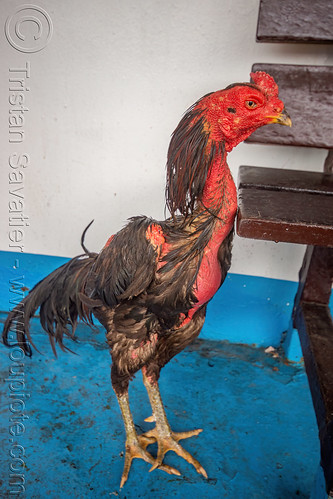 seasoned gamecock rooster on ferryboat, bird, cock-fighting, cockbird, fighting rooster, poultry, surabaya