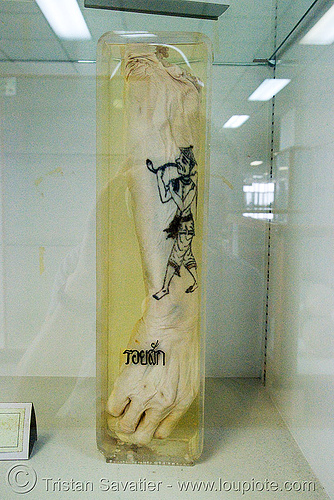 รอยสัก - severed arm with tattoo, preserved - forensic medicine museum, โรงพยาบาลศิริราช - siriraj hospital, bangkok (thailand), anatomy, arm, bangkok, body part, cadaver, corpse, dead, death, forensic medicine museum, human remains, jar, siriraj hospital, specimen, tattooed, tattoos, บางกอก, รอยสัก, โรงพยาบาลศิริราช