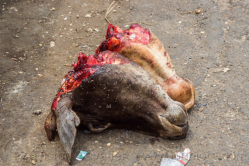 severed cow heads on the ground (india), beef, cow heads, east khasi hills, flies, meat market, meat shop, meghalaya, pynursla, raw meat, severed head