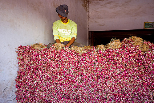 shallots - bulk market (java, indonesia), allium cepa, bulk market, foodstuff, heap, man, produce market, shallots, sitting, vegetable, veggie, worker