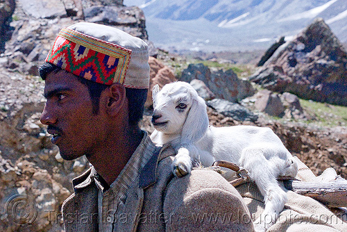 shepard with lamb - manali to leh road (india), baby animal, baby sheep, ladakh, lamb, man, mountains, shepard