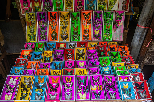 shop selling pinned butterflies in frames, air terjun bantimurung, bantimurung waterfall, bufferflies, butterfly shop, pinned butterflies, taxidermy