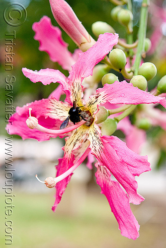 silk floss tree flower - ceiba speciosa - chorisia speciosa, ceiba speciosa, chorisia speciosa, flowers, insect, palo borracho, pink, pollination, silk floss tree, wildlife
