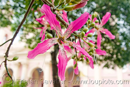 silk floss tree flowers - ceiba speciosa - chorisia speciosa, ceiba speciosa, chorisia speciosa, flowers, palo borracho, pink, silk floss tree