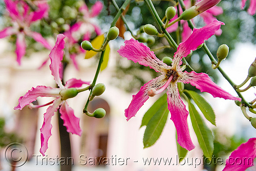 silk floss tree flowers - ceiba speciosa - chorisia speciosa (argentina), ceiba speciosa, chorisia speciosa, flowers, palo borracho, pink, plants, silk floss tree