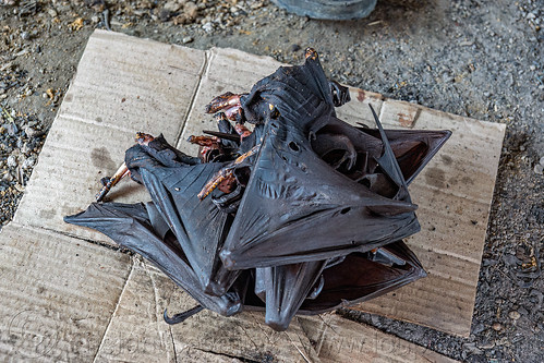 singed fruit bat wings, bat meat, bat wings, black flying foxes, black fruit bats, bushmeat, meat market, meat shop, pteropus alecto, raw meat, singed