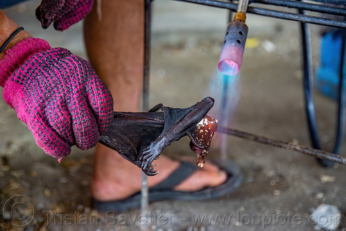 singeing a fruit bat wing with a blowtorch, bat meat, bat wings, black flying foxes, black fruit bats, blowtorch, bushmeat, meat market, meat shop, pteropus alecto, raw meat, singed, singeing