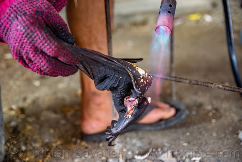 singeing a fruit bat wing with a blowtorch, bat meat, bat wings, black flying foxes, black fruit bats, blowtorch, bushmeat, meat market, meat shop, pteropus alecto, raw meat, singed, singeing