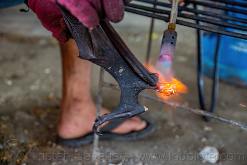 singeing a fruit bat wing with a blowtorch, bat meat, bat wings, black flying foxes, black fruit bats, blowtorch, bushmeat, meat market, meat shop, pteropus alecto, raw meat, singed, singeing
