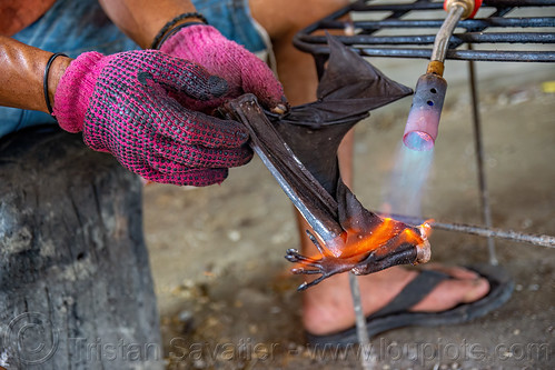 singeing a fruit bat wing with a blowtorch, bat meat, bat wings, black flying foxes, black fruit bats, blowtorch, bushmeat, meat market, meat shop, pteropus alecto, raw meat, singed, singeing