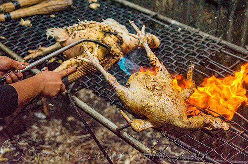 singeing chicken - preparing pinikpikan (philippines), baguio, burned, burning, chicken, fire, grilled, pinikpikan, poultry, singed, singeing, slaughtering