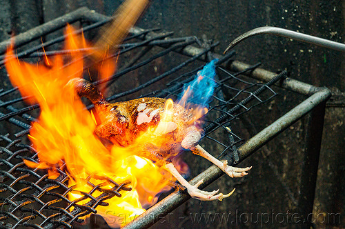 singeing chicken - preparing pinikpikan (philippines), baguio, burned, burning, chicken, fire, grilled, pinikpikan, poultry, singed, singeing, slaughtering