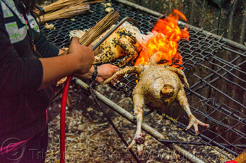 singeing chicken - preparing pinikpikan (philippines), baguio, burned, burning, chicken, fire, grilled, philippines, pinikpikan, poultry, singed, singeing, slaughtering