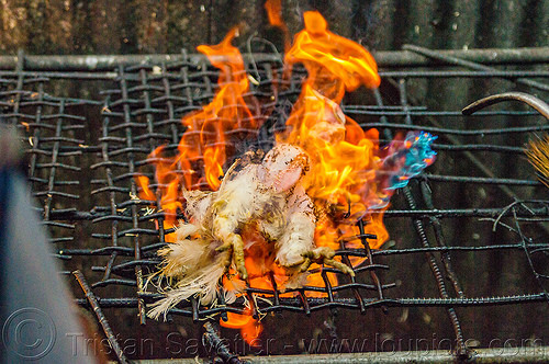 singeing chicken - preparing pinikpikan (philippines), baguio, burned, burning, chicken, fire, grilled, pinikpikan, poultry, singed, singeing, slaughtering