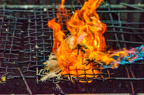 singeing chicken - preparing pinikpikan (philippines), baguio, burned, burning, chicken, fire, grilled, pinikpikan, poultry, singed, singeing, slaughtering