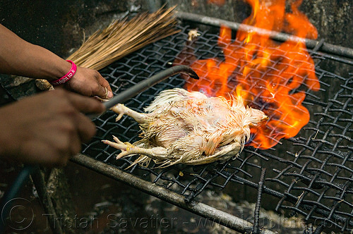 singeing chicken - preparing pinikpikan (philippines), baguio, burned, burning, chicken, fire, grilled, pinikpikan, poultry, singed, singeing, slaughtering