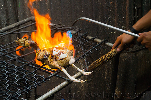 singeing chicken - preparing pinikpikan (philippines), baguio, burned, burning, chicken, fire, grilled, pinikpikan, poultry, singed, singeing, slaughtering