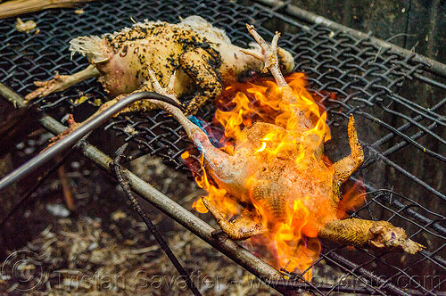 singeing chicken - preparing pinikpikan (philippines), baguio, burned, burning, chicken, fire, grilled, pinikpikan, poultry, singed, singeing, slaughtering