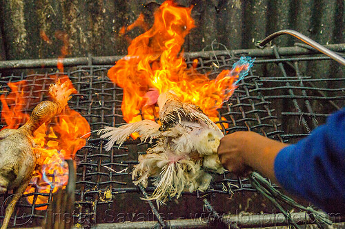 singeing chicken - preparing pinikpikan (philippines), baguio, burned, burning, chicken, fire, grilled, pinikpikan, poultry, singed, singeing, slaughtering