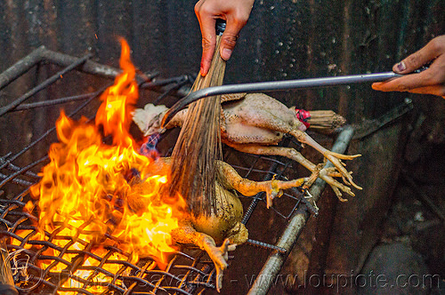 singeing chicken - preparing pinikpikan (philippines), baguio, burned, burning, chicken, fire, grilled, pinikpikan, poultry, singed, singeing, slaughtering