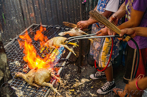 singeing chicken - preparing pinikpikan (philippines), baguio, burned, burning, chicken, fire, grilled, philippines, pinikpikan, poultry, singed, singeing, slaughtering