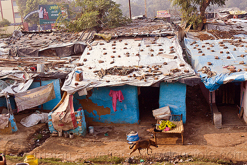 single story houses in village (india), bed, bitch, blue wall, female dog, india, roof, shanty houses, shanty town, sheeting, single story house, stray dog, tarps, village