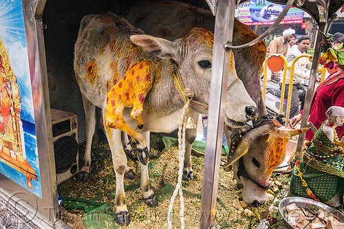 six legged cow - polymelia (india), 6 legged cow, baby cow, calf, holy cow, leg, offerings, painted, polymelia, six legged cow, varanasi