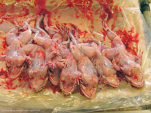 skinned frogs at market (thailand), animal rights, dead frogs, delicacy, raw meat, skinned frogs, กบ