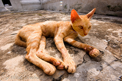 skinny cat - luang prabang (laos), ginger cat, kitten, luang prabang, skinny, tabby cat