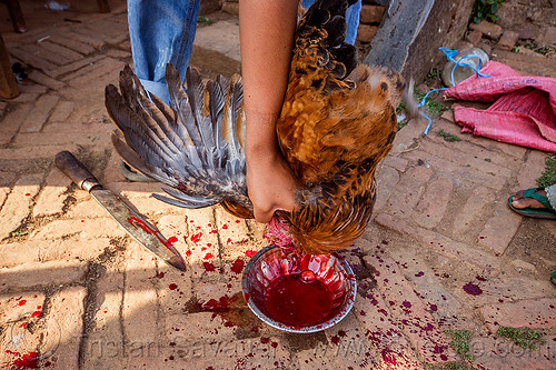 slaughtering and bleeding a chicken (nepal), bird, bleeding, blood, chicken, dead, nuwakot, poultry, slaughtering