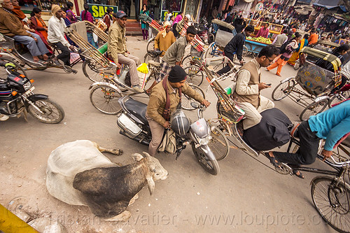 sleepy bull oblivious to street traffic (india), bicycles, bikes, bull, cycle rickshaws, laying down, motorcycles, moving, resting, street cow, traffic jam, varanasi