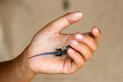 small blue-tail lizard in child's hand (laos), blue-tail, blue-tailed, child, girl, hand, kid, lizard, luang prabang, pak ou caves temples