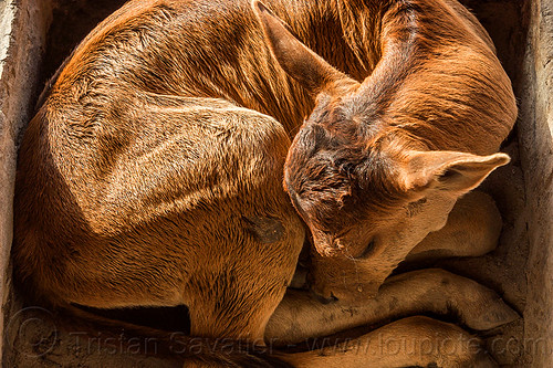 small calf sleeping - curled-up, baby animal, baby cow, calf, curled-up, rishikesh, sleeping