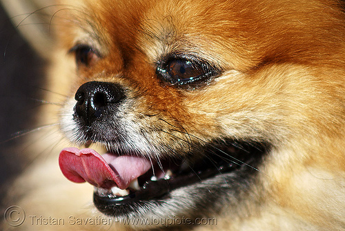 small dog sticking tongue out, dog head, small dog, snout, sticking out tongue, sticking tongue out